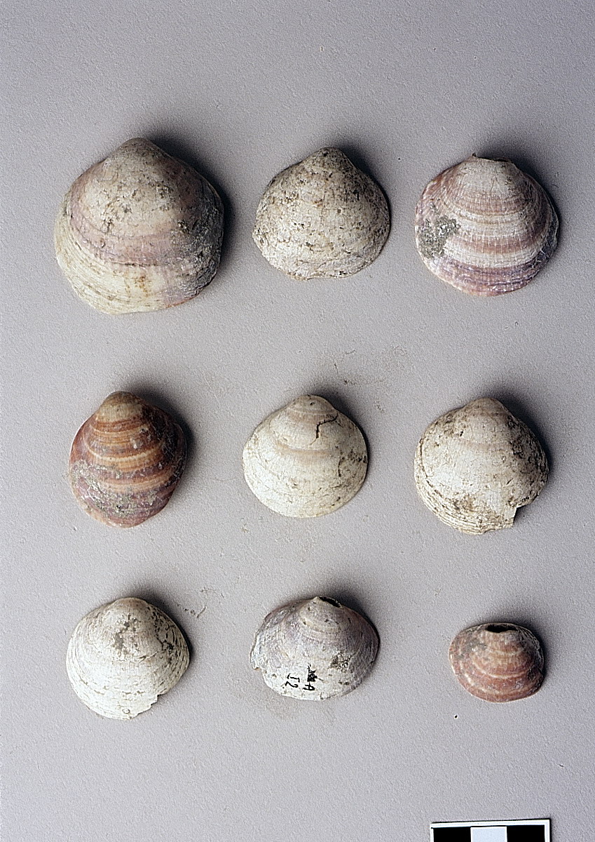 valva di Glycimeris - appenninico-piceno (secc. XV - V a.C)