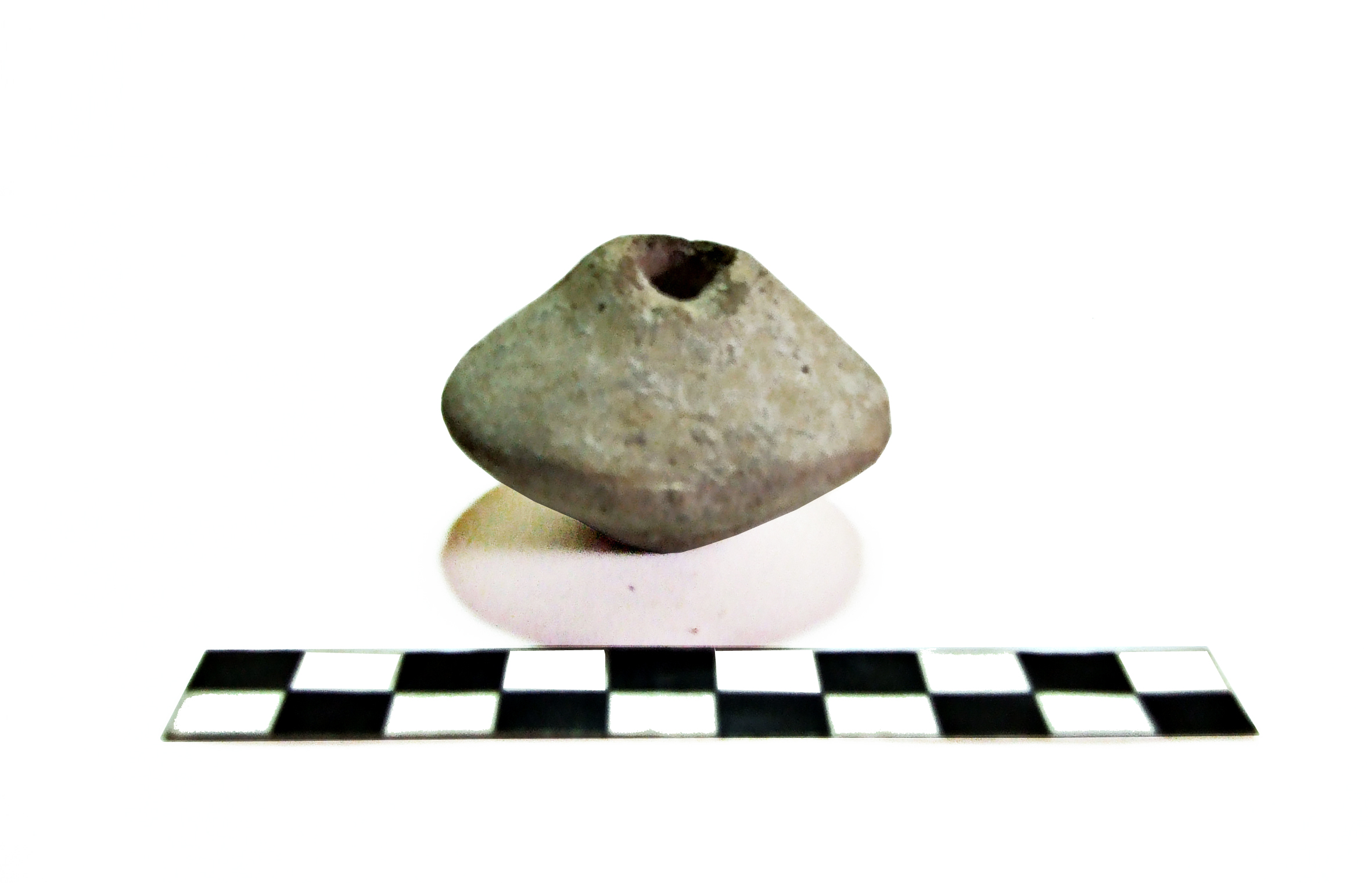 Fuseruola. biconica