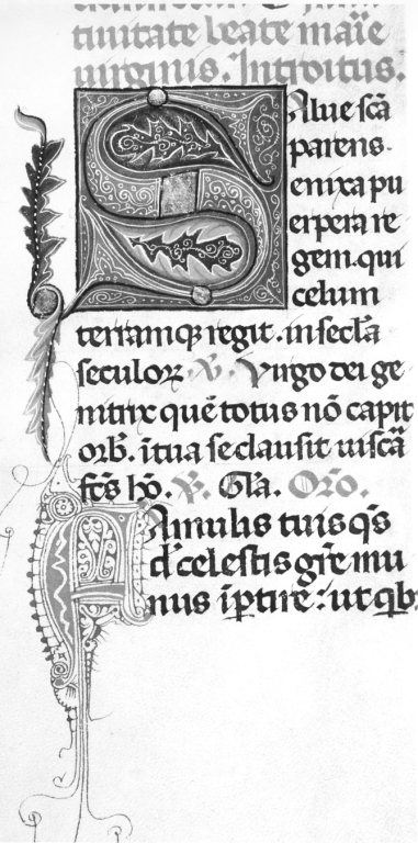 Iniziale "S" (miniatura, serie) - ambito laziale (sec. XV)