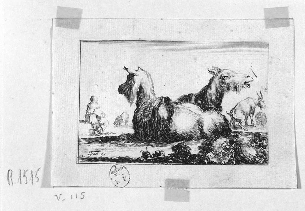capre (stampa, serie) di Della Bella Stefano (sec. XVII)