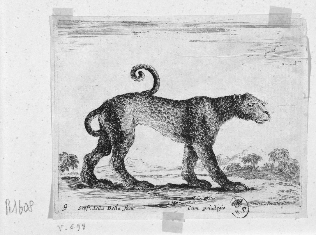 leopardo (stampa, serie) di Della Bella Stefano (sec. XVII)