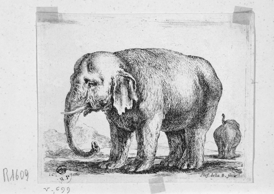 elefante (stampa, serie) di Della Bella Stefano (sec. XVII)