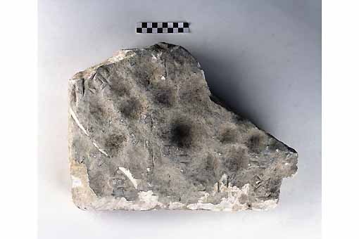 STELE/frammento - produzione daunia (secc. VII/ V a.C)