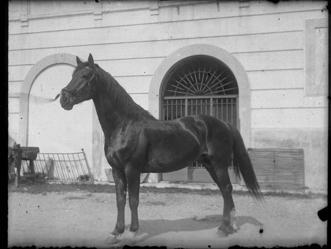 Cavallo (negativo) di Anonimo (prima metà XIX/ XX)