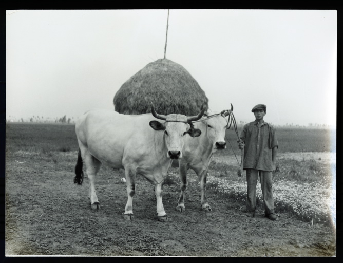 paesaggio agrario (positivo) di Samaritani Ernesto (XX)