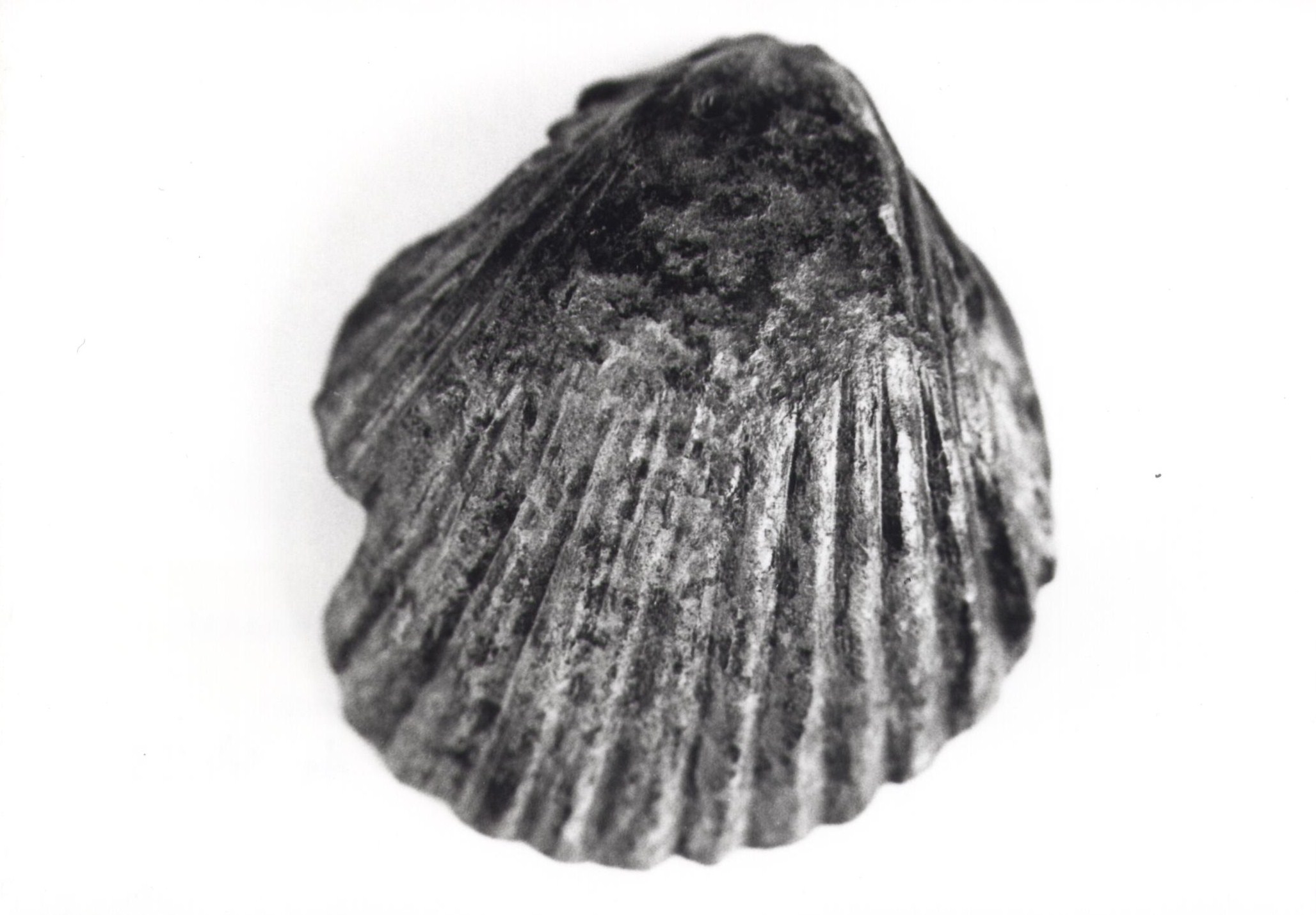 recipiente/ supporto (sec. I d.C)