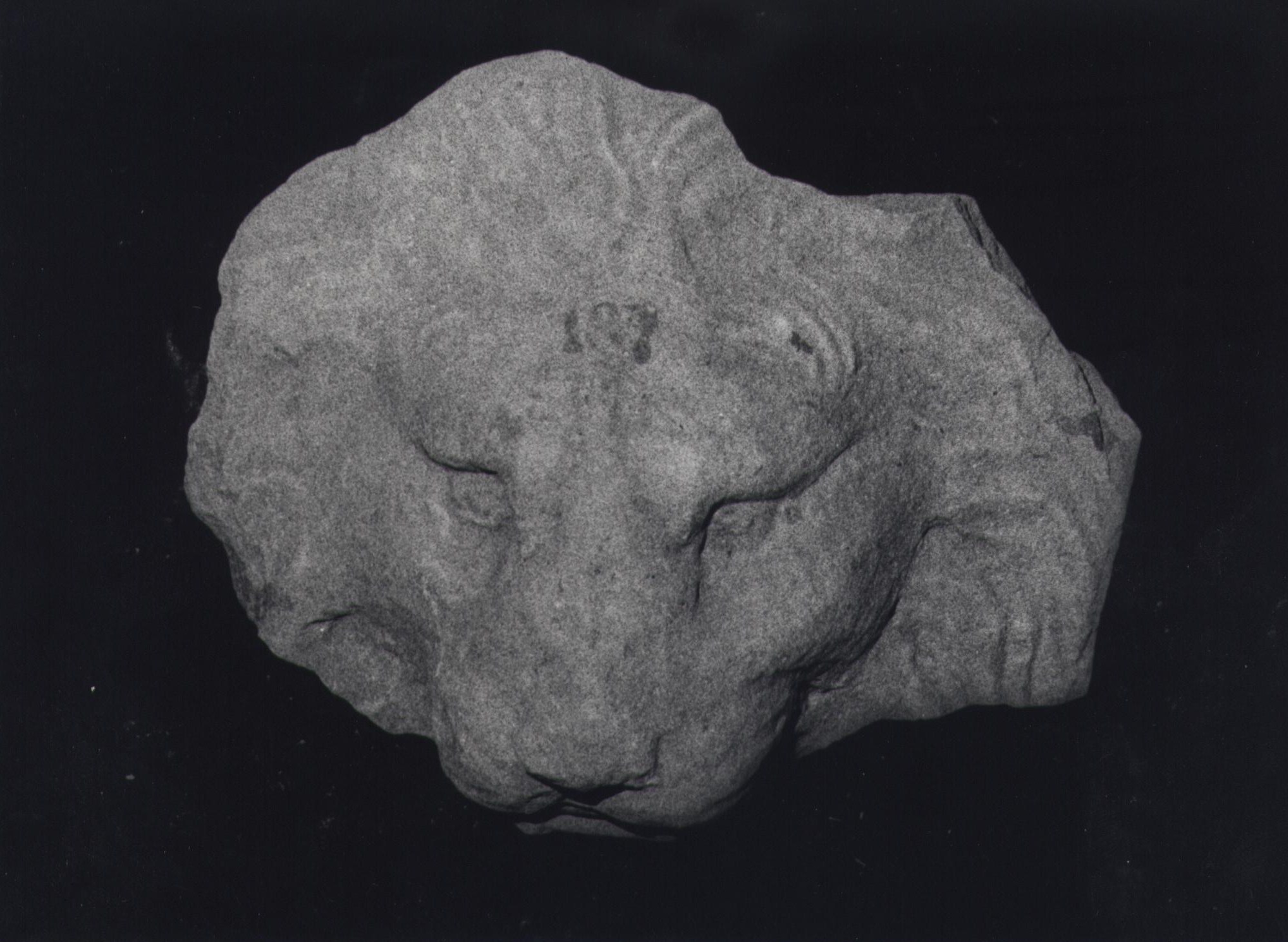 animali:leone (testa) (secc. I d.C./ II d.C)