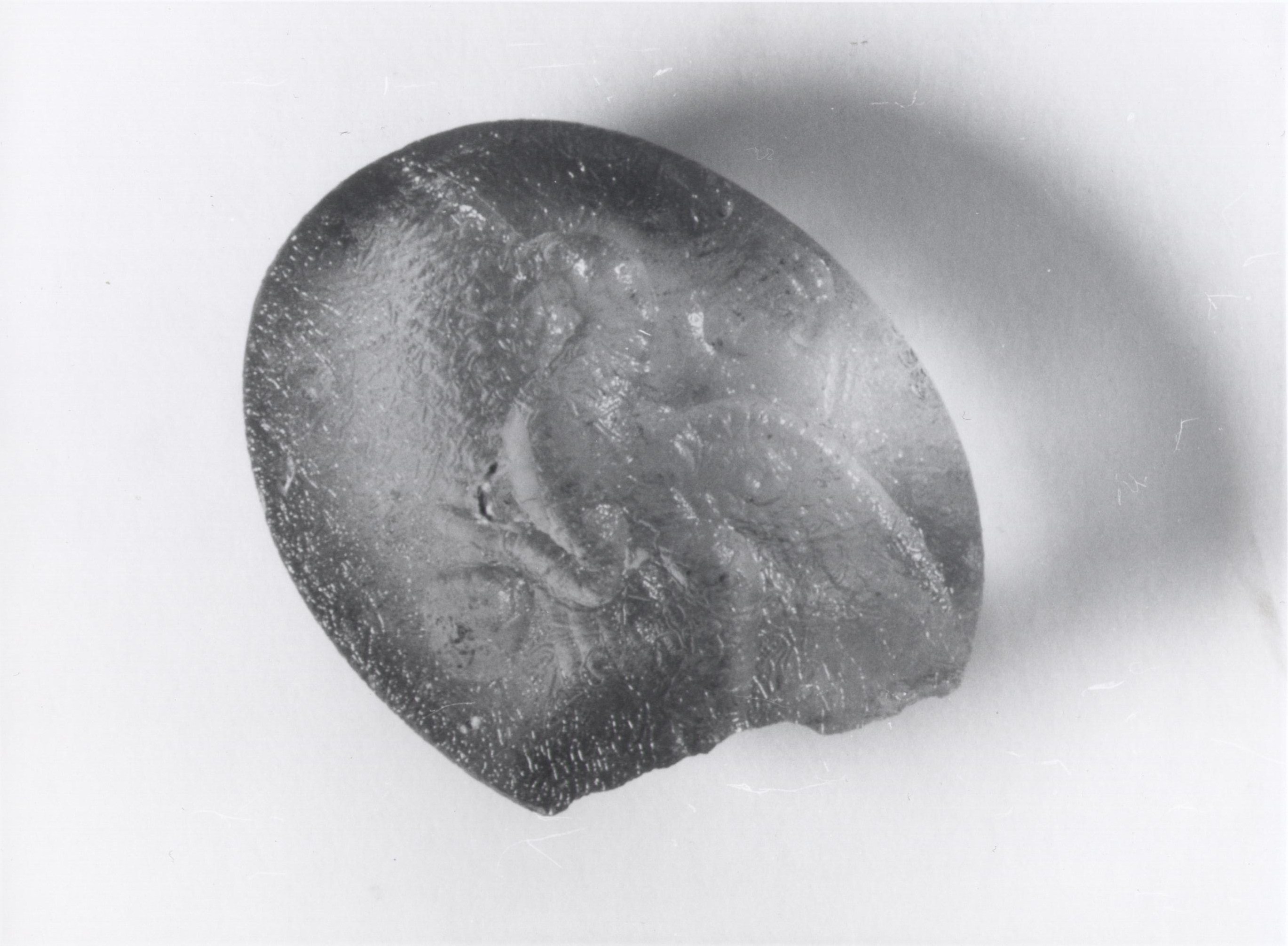 gemma, Zwierlein-Diehl tipo 3 (seconda metà sec. I a.C)