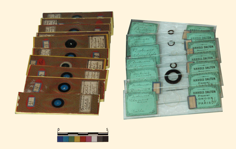 preparati, di Radiolari e Foraminiferi, Dalton (ca. 1890)