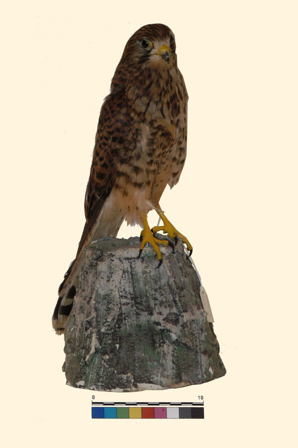 Falco tinnunculus Linnaeus, 1758 (esemplare)