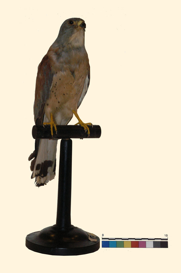 Falco naumanni Fleischer, 1818 (esemplare)