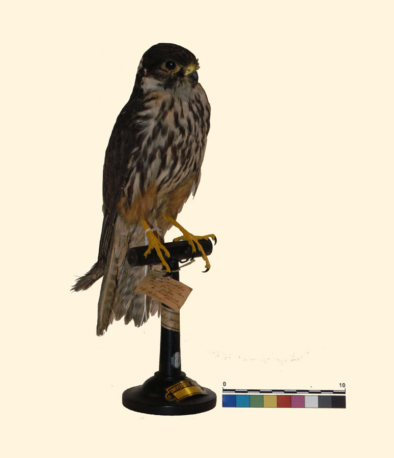 Falco subbuteo Linnaeus, 1758 (esemplare)