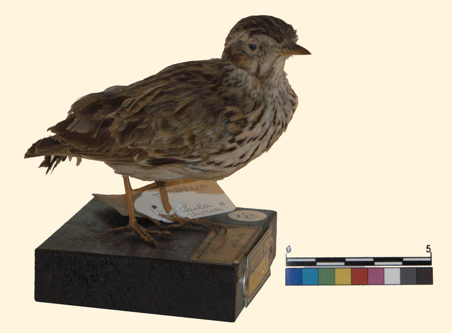 Petronia petronia (Linnaeus, 1766) (esemplare)