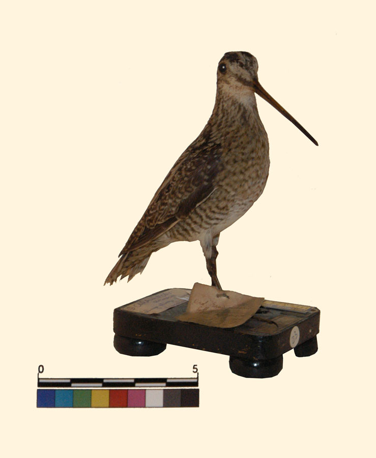 Gallinago gallinago (Linnaeus, 1758) (esemplare)
