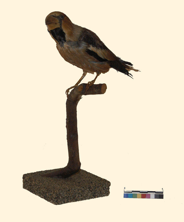 Coccothraustes coccothraustes (Linnaeus, 1758) (esemplare)