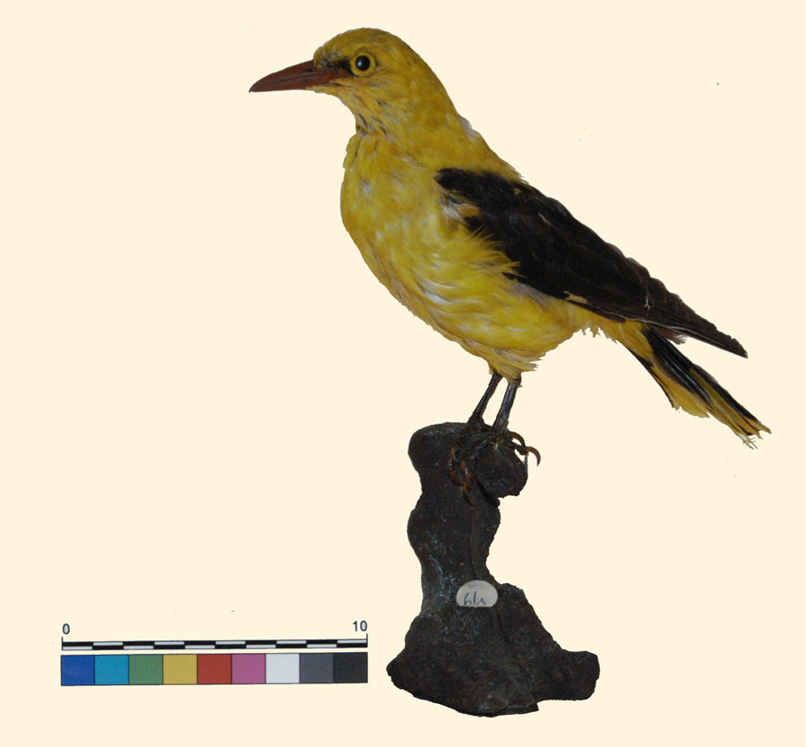 Oriolus oriolus Linnaeus, 1758 (esemplare)
