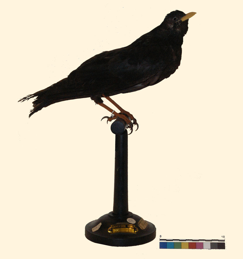 Pyrrhocorax graculus (Linnaeus, 1758) (esemplare)