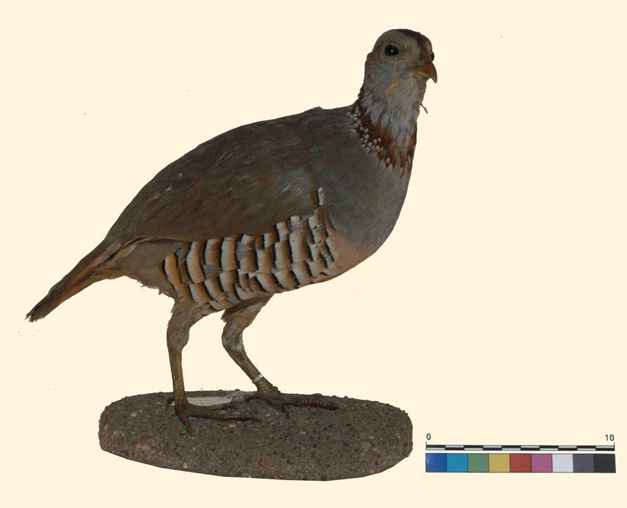 Rallus aquaticus Linnaeus, 1758 (esemplare)