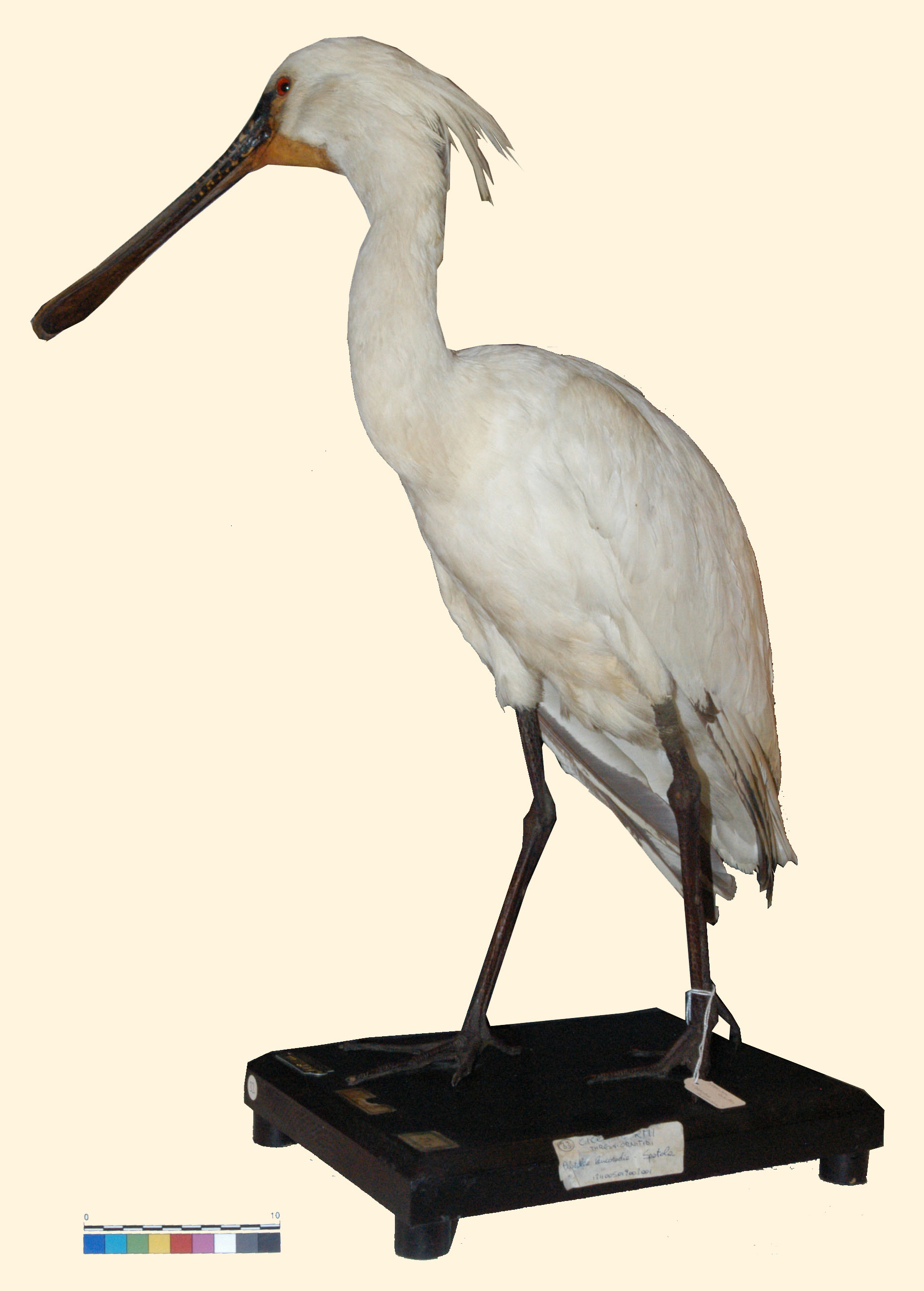 Platalea leucorodia Linnaeus, 1758 (esemplare)