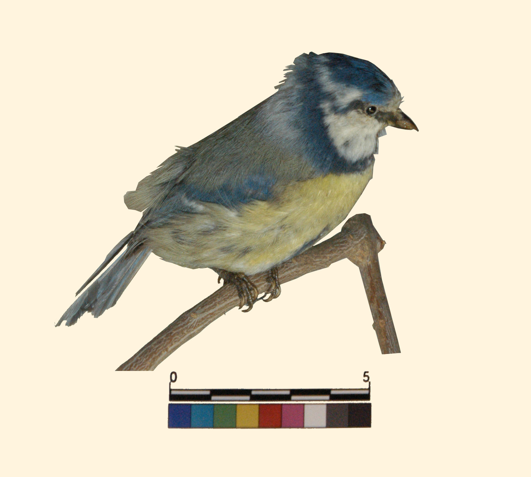 Cyanistes caeruleus Linnaeus, 1758 (esemplare)