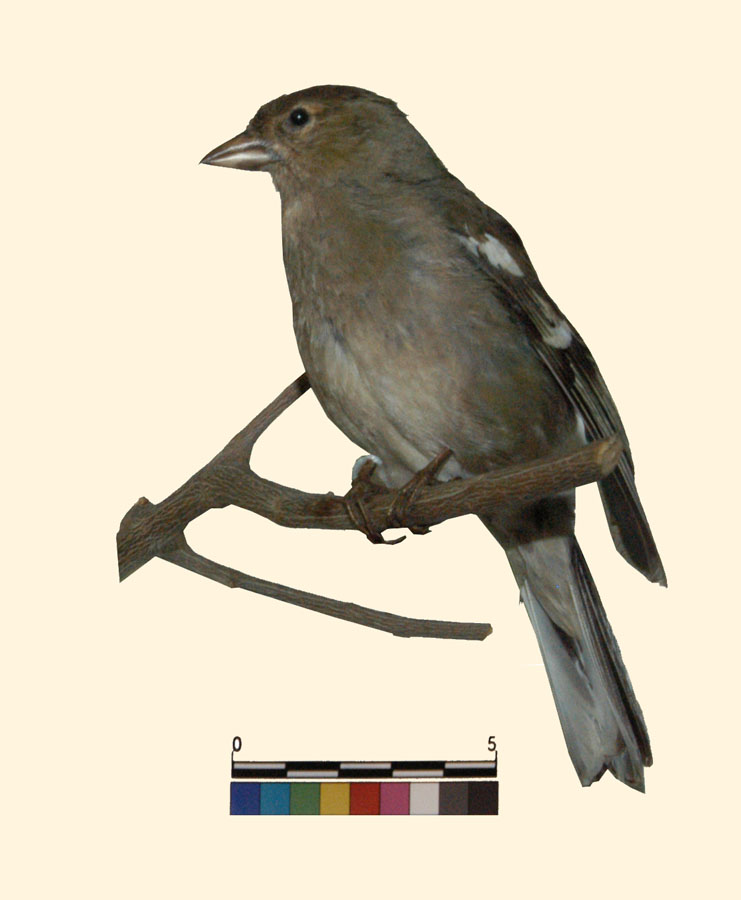 Fringilla coelebs Linnaeus, 1758 (esemplare)