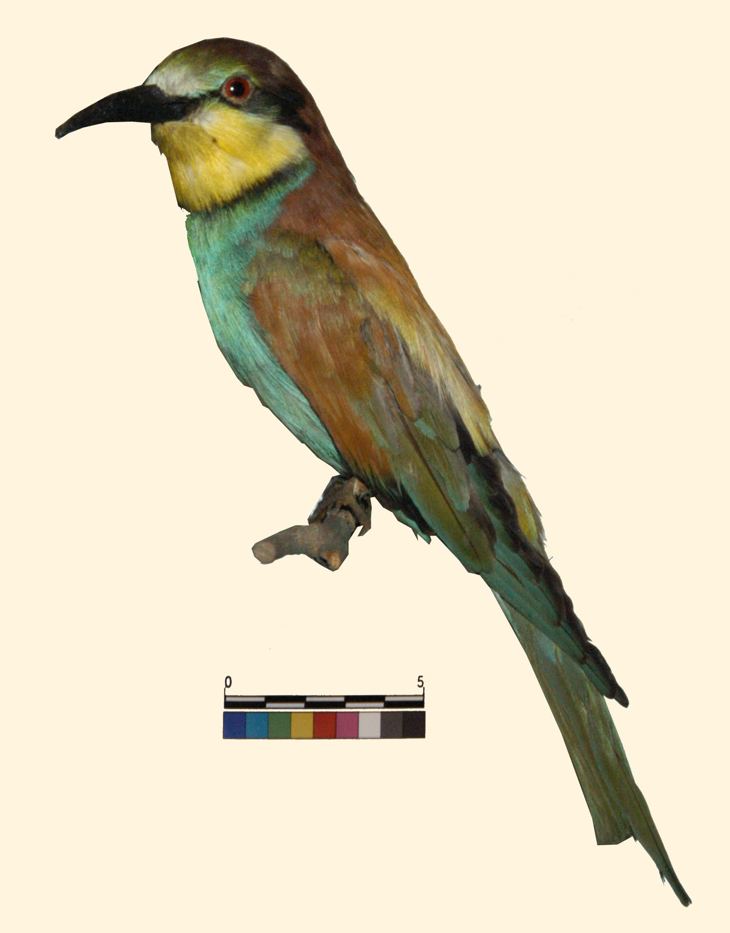 Merops apiaster Linnaeus, 1758 (esemplare)