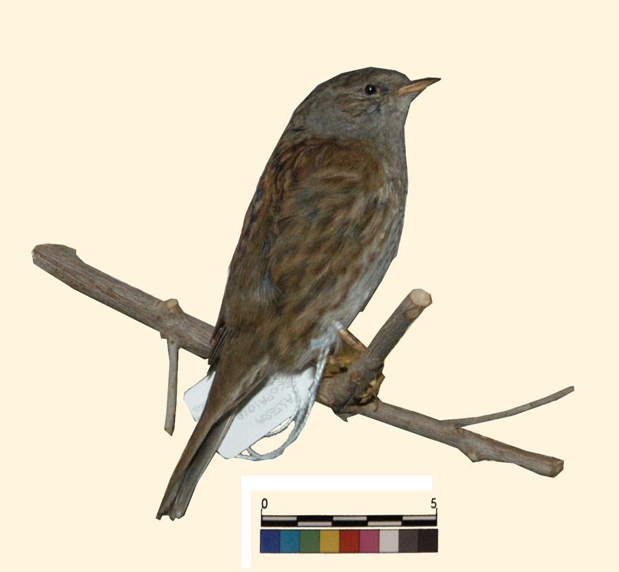 Prunella modularis Linnaeus, 1758 (esemplare)