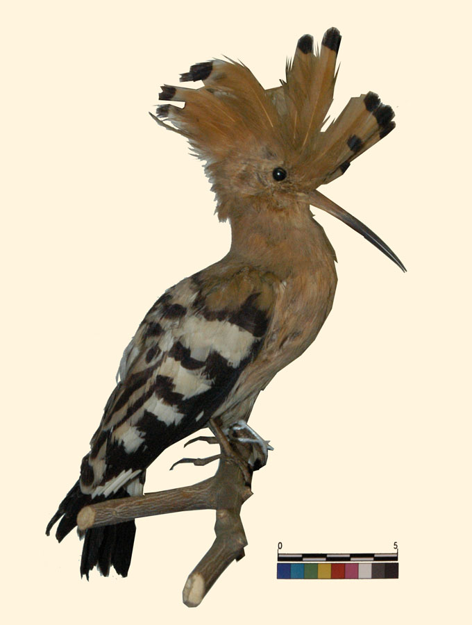 Upupa epops Linnaeus, 1758 (esemplare)