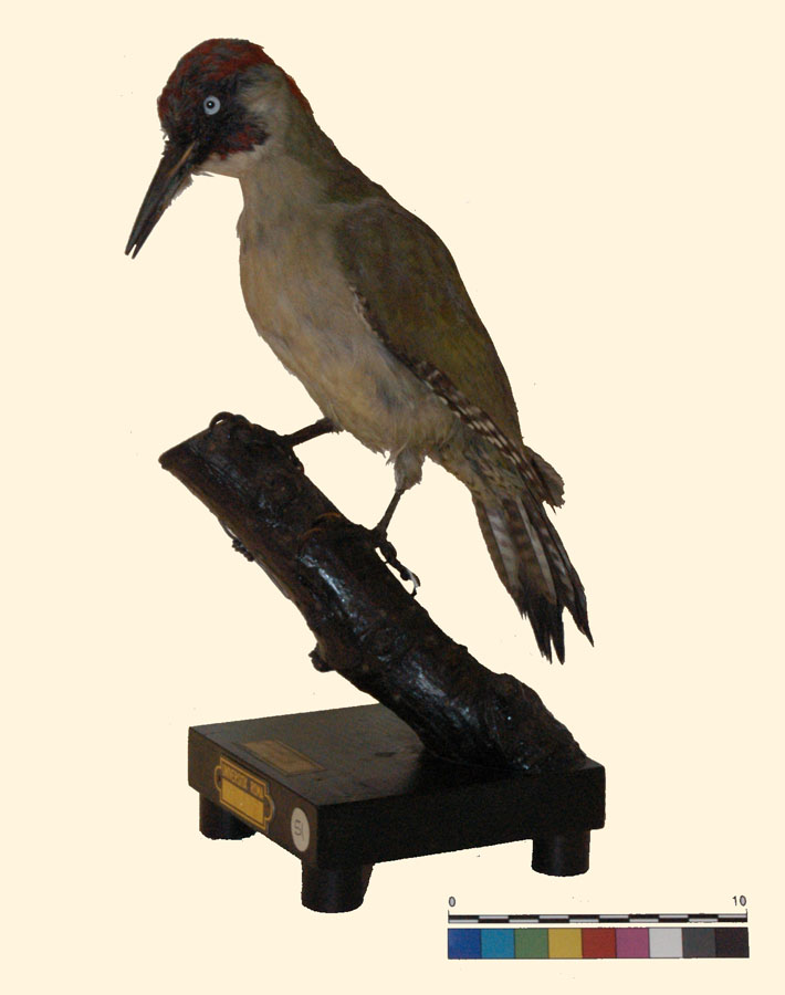 Picus viridis Linnaeus, 1758 (esemplare)