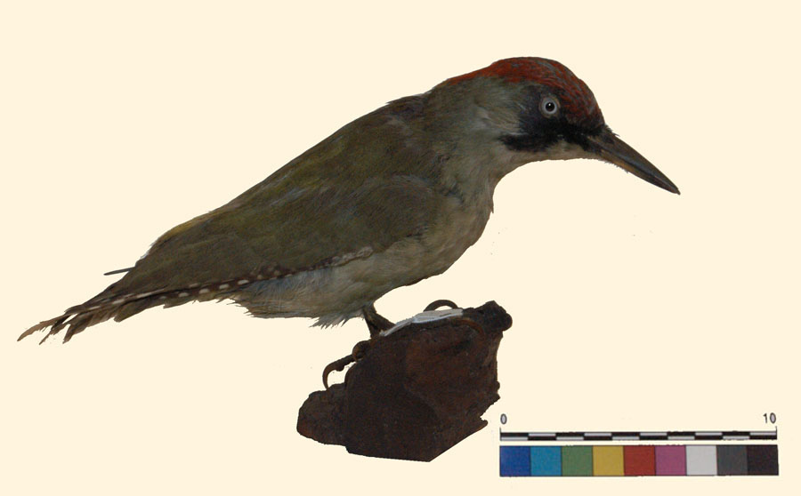 Picus viridis Linnaeus, 1758 (esemplare)