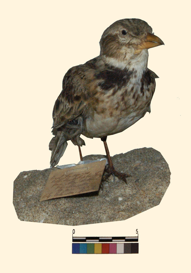 Melanocorypha calandra (Linnaeus, 1766) (esemplare)