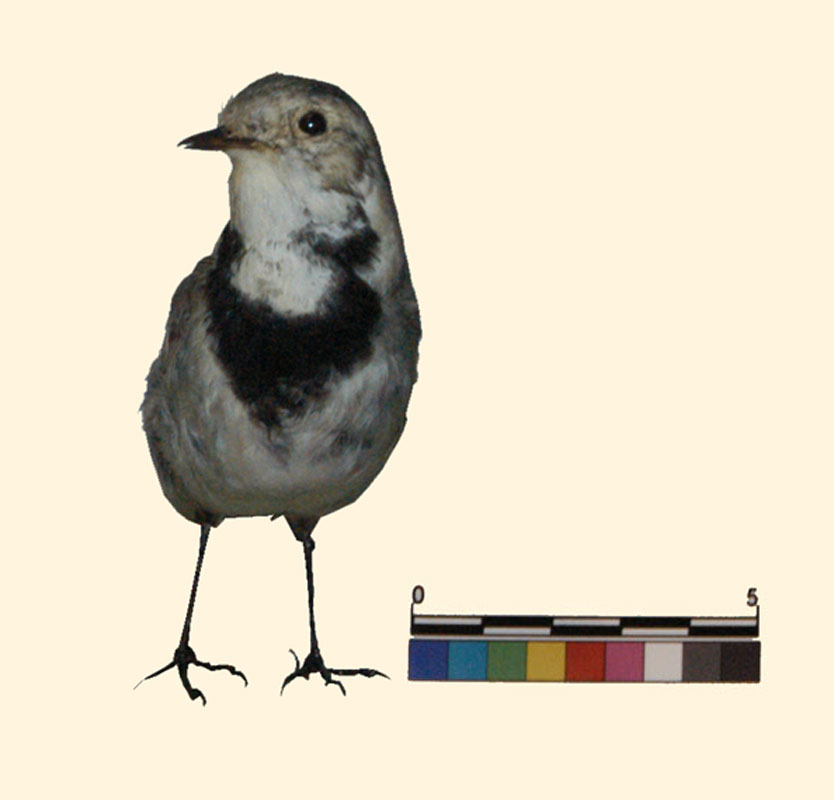 Motacilla alba Linnaeus, 1758 (esemplare)