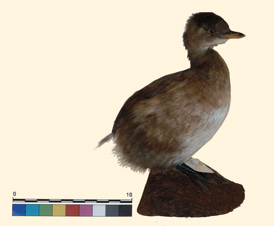 Tachybaptus ruficollis (Pallas, 1764) (esemplare)