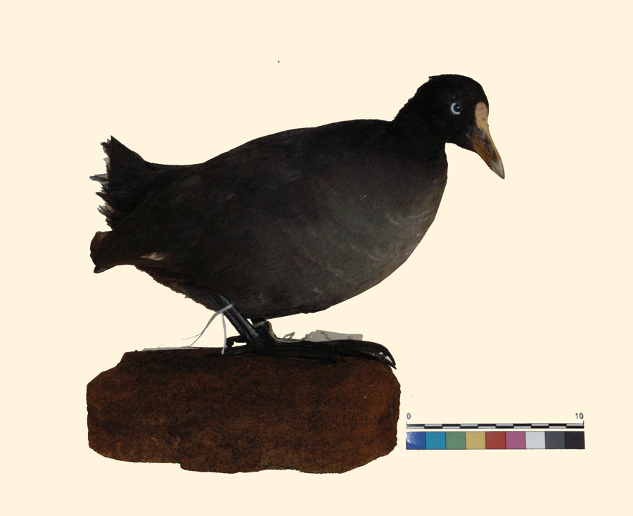 Fulica atra Linnaeus, 1758 (esemplare)
