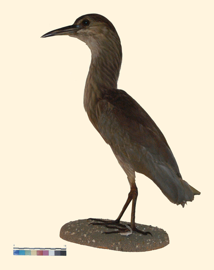 Nycticorax nycticorax (Linnaeus, 1758) (esemplare)