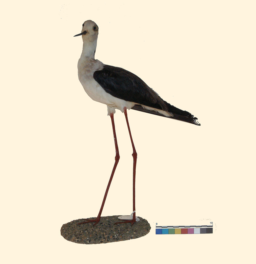 Himantopus himantopus (Linnaeus, 1758) (esemplare)
