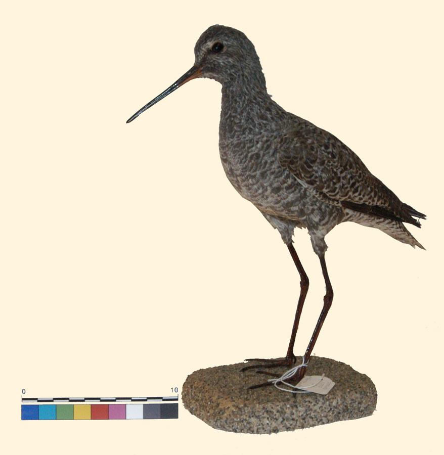 Tringa erythropus (Pallas, 1764) (esemplare)