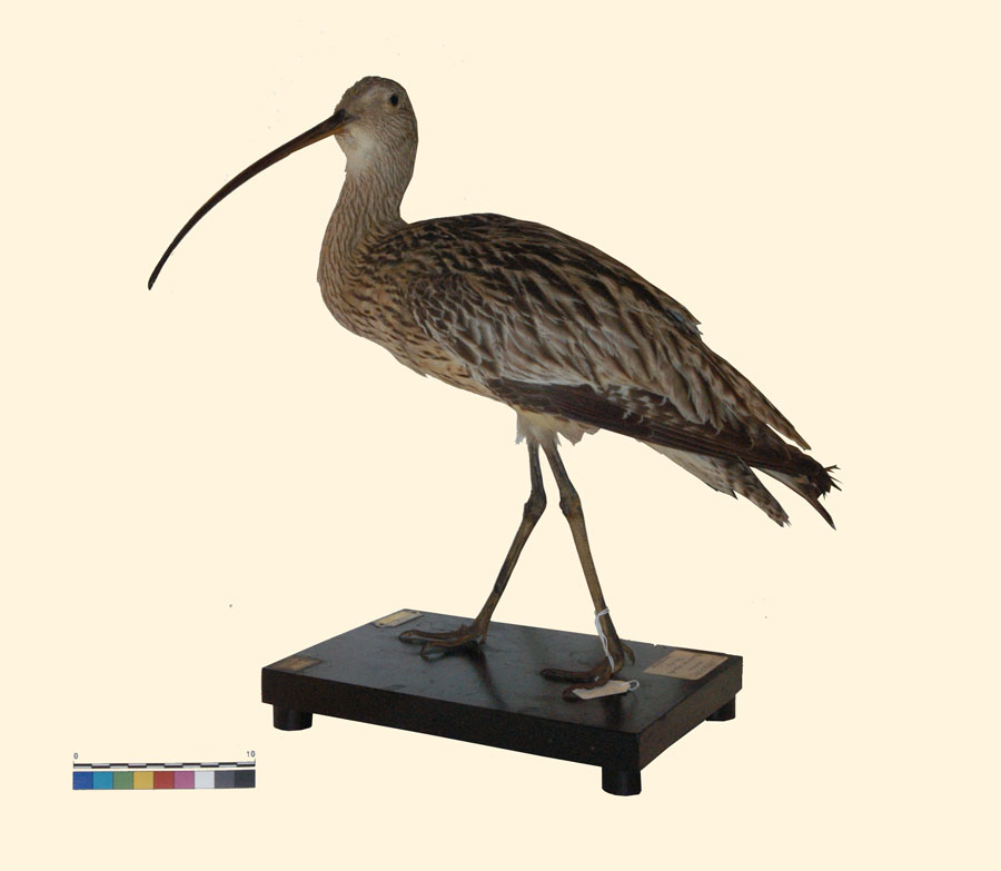 Numenius arquata (Linnaeus, 1758) (esemplare)