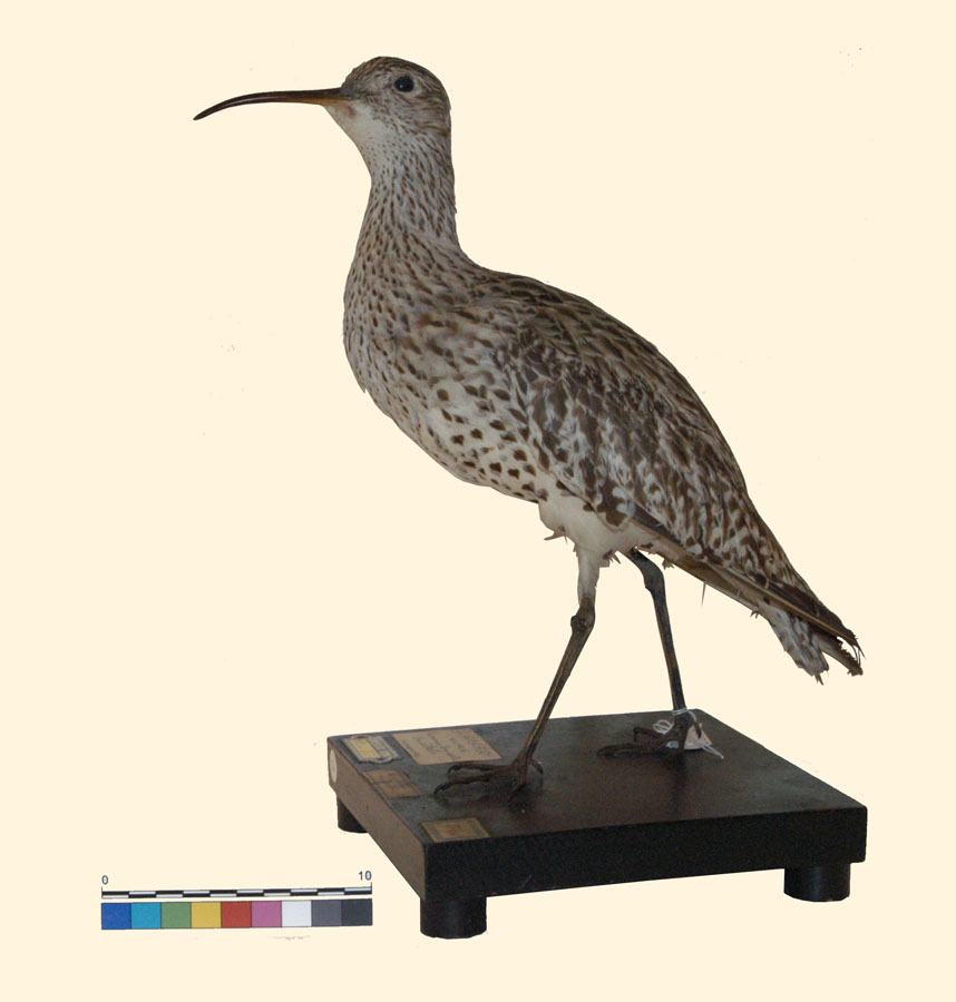 Numenius tenuirostris Vieillot, 1817 (esemplare)