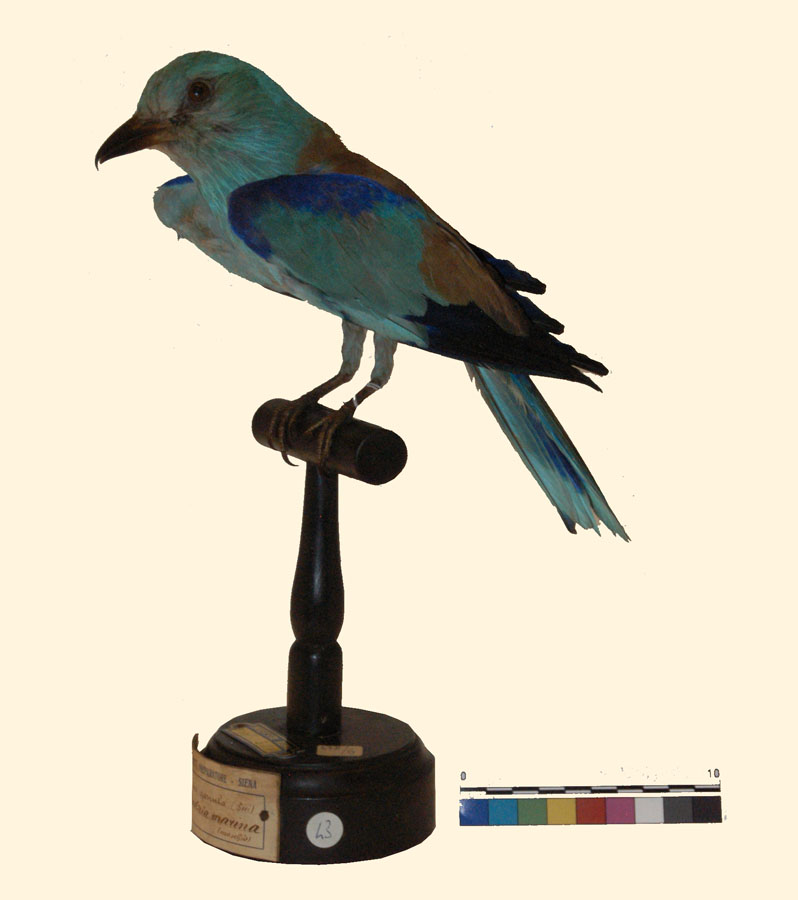 Coracias garrulus, Linnaeus 1758 (esemplare)