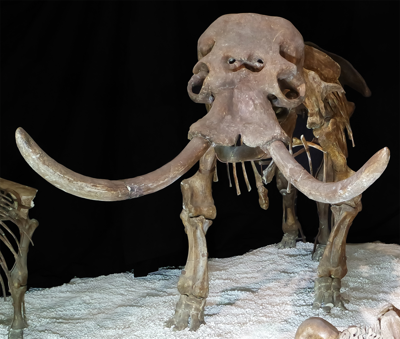 fossile (scheletro composito, esemplare)