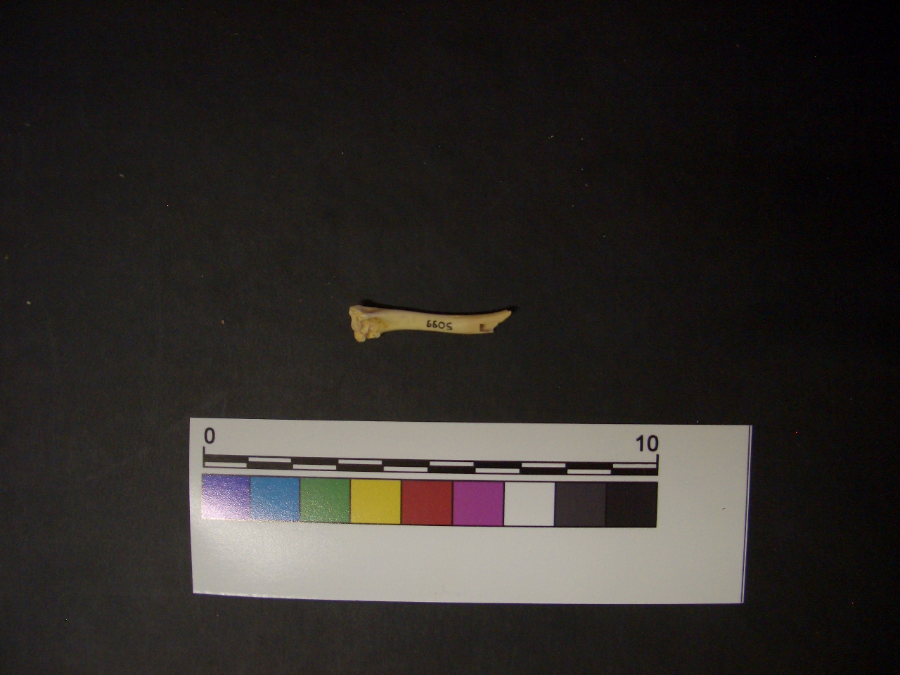 fossile (Omero, esemplare)