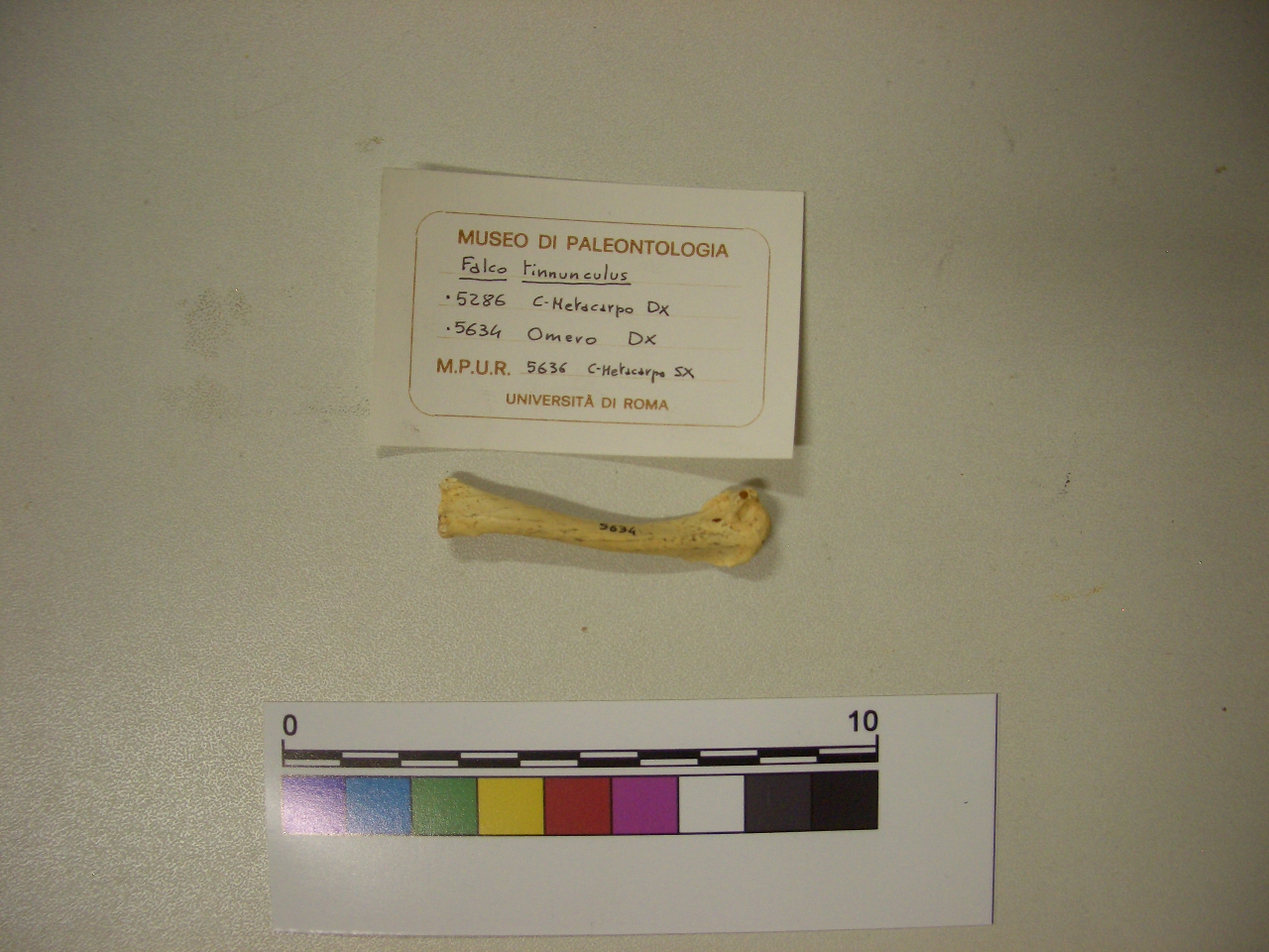 fossile (Omero, esemplare)