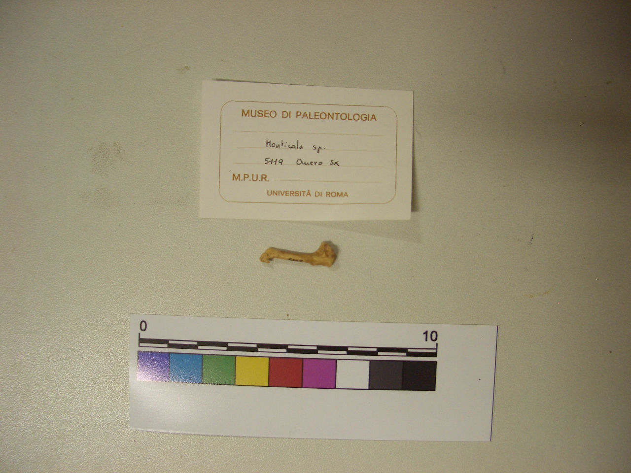 fossile (Omero, esemplare)