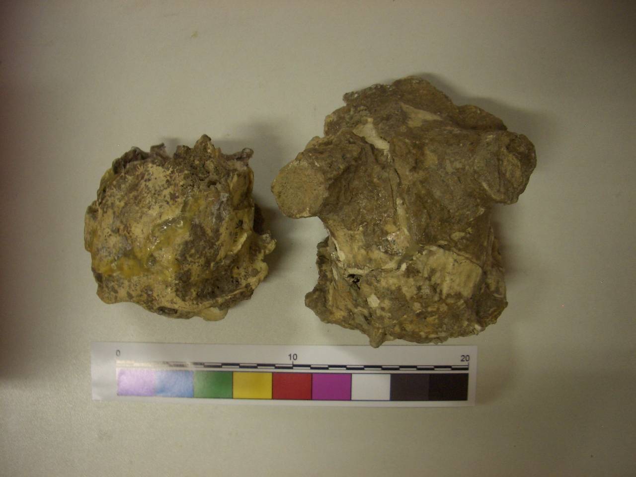 fossile (Cranio, serie)