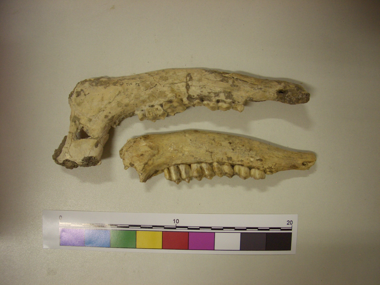 fossile (Emimandibola, serie)