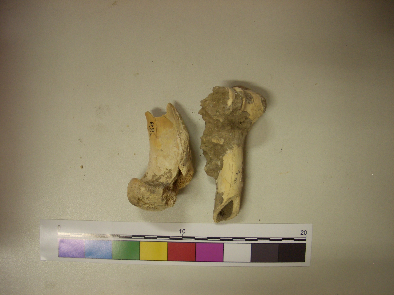 fossile (Omero, serie)