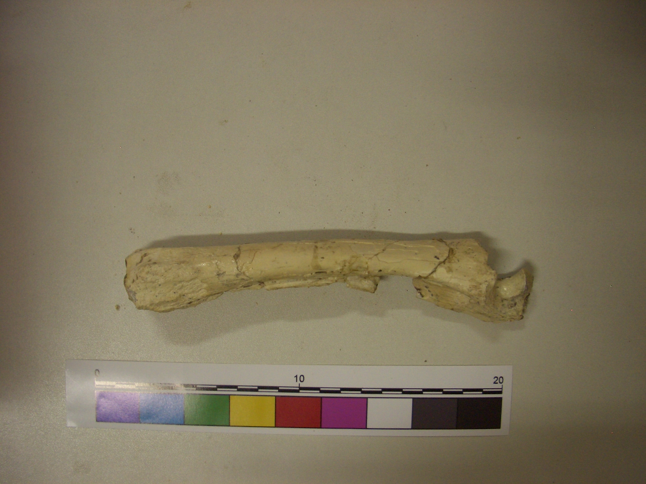 fossile (Radio-Ulna, esemplare)