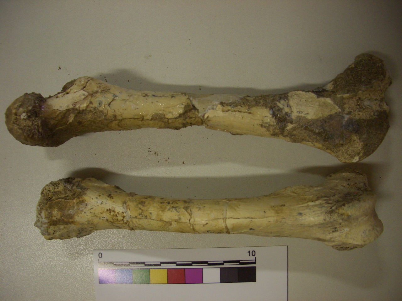 fossile (femore, serie)