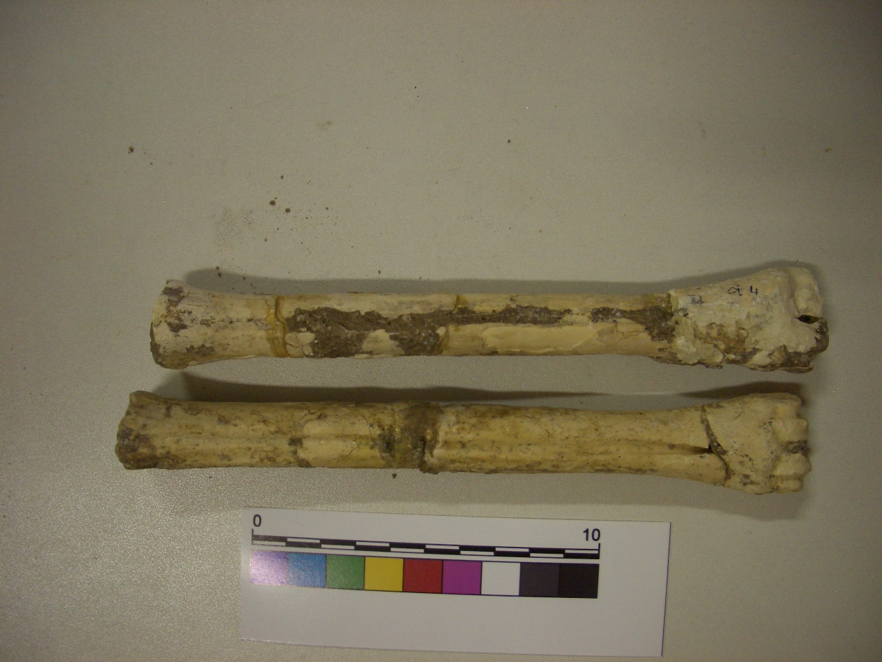 fossile (Metatarso, serie)